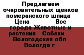 Предлагаем очаровательных щенков померанского шпица › Цена ­ 15 000 - Все города Животные и растения » Собаки   . Вологодская обл.,Вологда г.